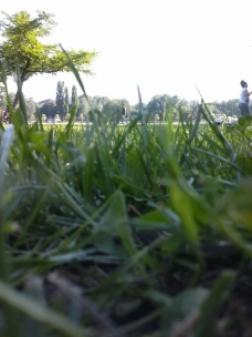 Nesretne, šišane ovce