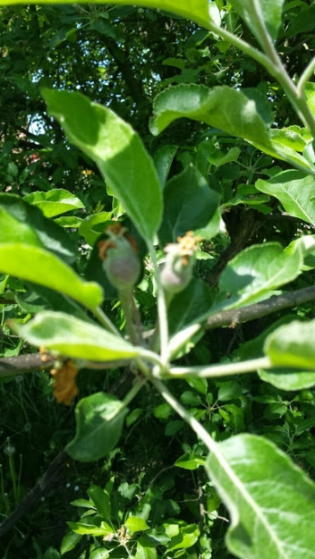 Od praznih grana do slatkih plodova